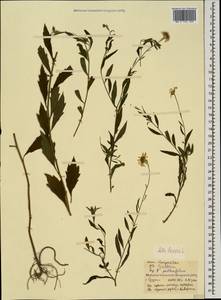 Symphyotrichum laeve (L.) Á. Löve & D. Löve, Caucasus, Abkhazia (K4a) (Abkhazia)