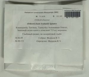 Lewinskya iwatsukii (Ignatov) F. Lara, Garilleti & Goffinet, Bryophytes, Bryophytes - Krasnoyarsk Krai, Tyva & Khakassia (B17) (Russia)