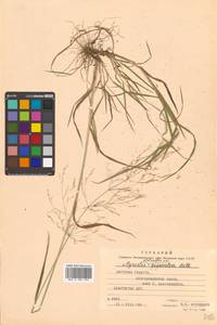 Agrostis stolonifera L., Siberia, Russian Far East (S6) (Russia)