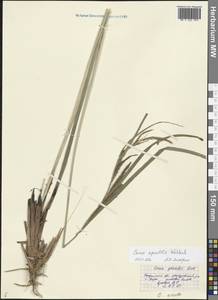 Carex acuta L., Eastern Europe, Central forest region (E5) (Russia)