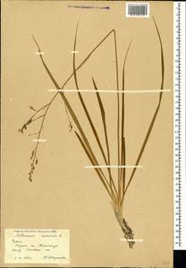 Anthericum ramosum L., Crimea (KRYM) (Russia)