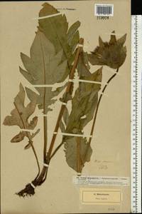 Cirsium oleraceum (L.) Scop., Eastern Europe, North-Western region (E2) (Russia)