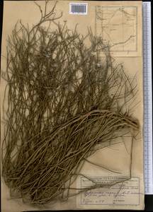 Chondrilla ambigua Fisch. ex Kar. & Kir., Middle Asia, Caspian Ustyurt & Northern Aralia (M8) (Kazakhstan)