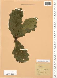 Quercus petraea subsp. polycarpa (Schur) Soó, Caucasus, Armenia (K5) (Armenia)