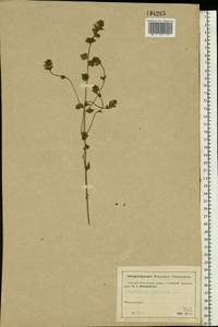 Euphrasia ×vernalis List, Eastern Europe, Moscow region (E4a) (Russia)
