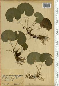 Asarum europaeum L., Eastern Europe, North Ukrainian region (E11) (Ukraine)