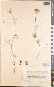 Ornithogalum orthophyllum subsp. kochii (Parl.) Zahar., Eastern Europe, North Ukrainian region (E11) (Ukraine)
