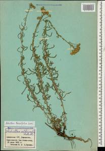 Achillea tenuifolia Lam., Caucasus, Armenia (K5) (Armenia)