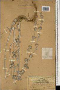 Marrubium persicum C.A.Mey., Caucasus, Azerbaijan (K6) (Azerbaijan)