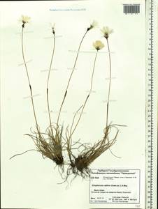 Eriophorum callitrix Cham. ex C.A.Mey., Siberia, Central Siberia (S3) (Russia)