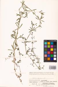 Galium spurium L., Eastern Europe, Lower Volga region (E9) (Russia)