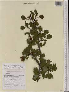 Crataegus monogyna Jacq., Western Europe (EUR) (Bulgaria)
