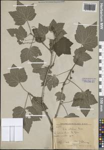 Ribes latifolium Jancz., Siberia, Russian Far East (S6) (Russia)
