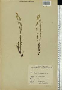 Dianthus campestris M. Bieb., Eastern Europe, Eastern region (E10) (Russia)