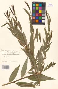 Salix songarica Andersson, Middle Asia, Muyunkumy, Balkhash & Betpak-Dala (M9) (Kazakhstan)