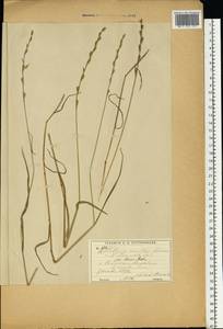 Lolium remotum Schrank, Eastern Europe, Moscow region (E4a) (Russia)