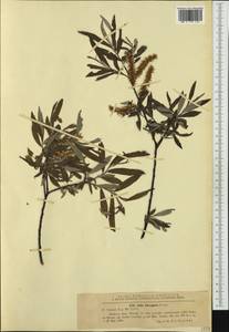 Salix elaeagnos, Western Europe (EUR) (Romania)