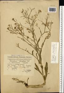 Brassica elongata subsp. integrifolia (Boiss.) Breistr., Eastern Europe, Eastern region (E10) (Russia)