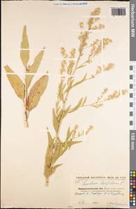 Lepidium latifolium L., Eastern Europe, North Ukrainian region (E11) (Ukraine)