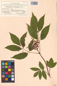 Sambucus racemosa L., Eastern Europe, Moscow region (E4a) (Russia)