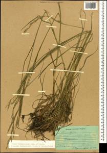 Bromus biebersteinii Roem. & Schult., Caucasus, Dagestan (K2) (Russia)