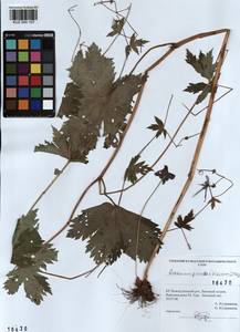 KUZ 000 107, Geranium pseudosibiricum J. Mayer, Siberia, Altai & Sayany Mountains (S2) (Russia)