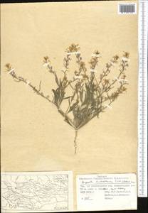 Malcolmia turkestanica Litv., Middle Asia, Syr-Darian deserts & Kyzylkum (M7) (Tajikistan)