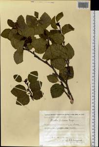 Alnus alnobetula subsp. fruticosa (Rupr.) Raus, Siberia, Chukotka & Kamchatka (S7) (Russia)