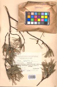 Pinus sylvestris L., Eastern Europe, Moscow region (E4a) (Russia)