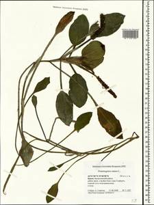 Potamogeton natans L., Crimea (KRYM) (Russia)