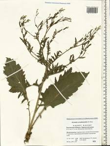Klasea erucifolia (L.) Greuter & Wagenitz, Eastern Europe, Rostov Oblast (E12a) (Russia)