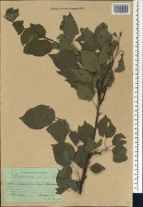 Prunus armeniaca L., Caucasus, Krasnodar Krai & Adygea (K1a) (Russia)