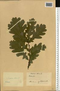 Quercus robur L., Eastern Europe, Estonia (E2c) (Estonia)
