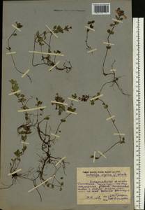 Clinopodium acinos (L.) Kuntze, Eastern Europe, West Ukrainian region (E13) (Ukraine)