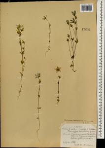 Lomatogonium carinthiacum (Wulfen) Reichenb., Mongolia (MONG) (Mongolia)