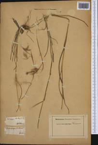 Hyparrhenia hirta (L.) Stapf, Western Europe (EUR)