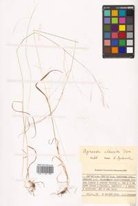 Agrostis clavata Trin., Siberia, Russian Far East (S6) (Russia)