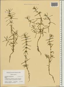 Soda inermis (Moench) Fourr., Crimea (KRYM) (Russia)