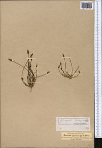 Lomatogonium brachyantherum (C. B. Cl.) Fern., Middle Asia, Pamir & Pamiro-Alai (M2)