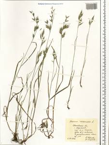 Bromus racemosus L., Eastern Europe, Central forest region (E5) (Russia)