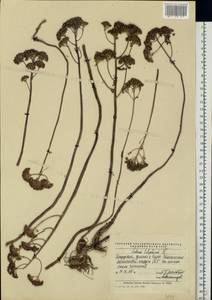 Hylotelephium telephium (L.) H. Ohba, Eastern Europe, Middle Volga region (E8) (Russia)