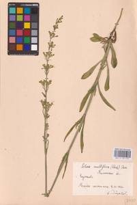 Silene multiflora (Ehrh.) Pers., Eastern Europe, Rostov Oblast (E12a) (Russia)