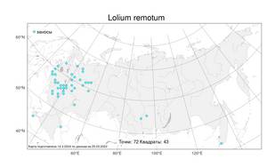 Lolium remotum Schrank, Atlas of the Russian Flora (FLORUS) (Russia)