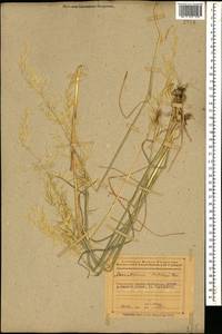 Arrhenatherum elatius (L.) P.Beauv. ex J.Presl & C.Presl, Caucasus, Azerbaijan (K6) (Azerbaijan)