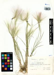 Hordeum jubatum L., Siberia, Baikal & Transbaikal region (S4) (Russia)