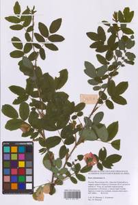 Rosa majalis Herrm., Eastern Europe, Moscow region (E4a) (Russia)