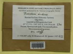 Fissidens dubius P. Beauv., Bryophytes, Bryophytes - Russian Far East (excl. Chukotka & Kamchatka) (B20) (Russia)