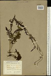 Klasea radiata subsp. radiata, Eastern Europe, South Ukrainian region (E12) (Ukraine)