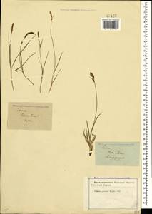 Carex tomentosa L., Crimea (KRYM) (Russia)