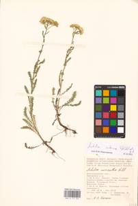 Achillea setacea Waldst. & Kit., Eastern Europe, Lower Volga region (E9) (Russia)